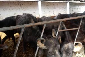 Profepa rescata a 44 búfalos desnutridos y maltratados en establo de Chipilo