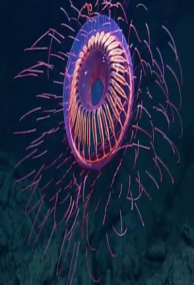 Hallan extraña medusa en mar de Colima