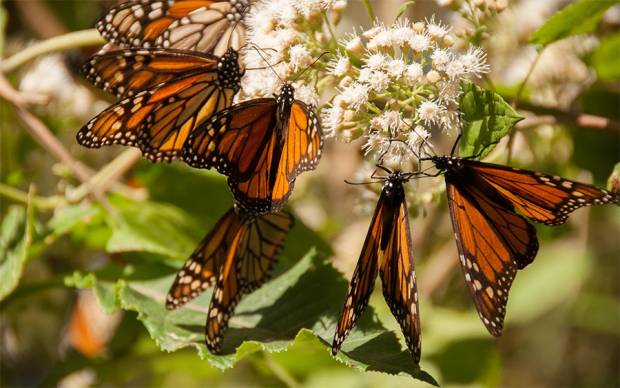 80 millones de mariposas monarca en bósques de Michoacán