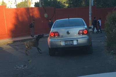 Captan a conductor arrastrando a un perro desde su vehículo en Puebla