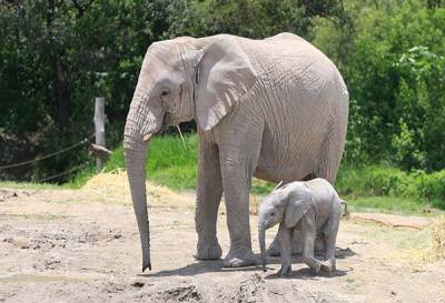 Africam Safari presenta a su primera cría de elefante africano