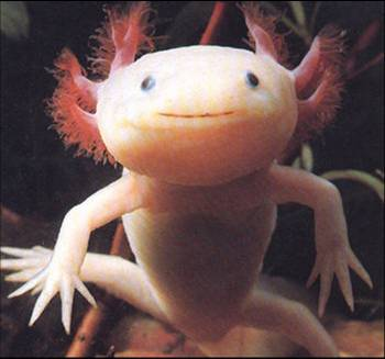 Animales muy feicos. Axolotl