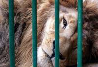 Cirqueros amagan con sacrificar a más de 4 mil animales