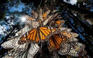 Los 5 santuarios de la Mariposa Monarca en México