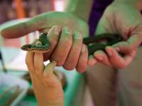 Bebé mató a mordidas a víbora venenosa en Brasil