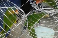 Profepa decomisa 137 aves vendidas en carreteras de Tlacotepec, Puebla