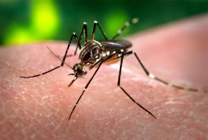 Confirman dos casos de dengue hemorrágico en la Sierra Norte