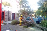 Protección Civil Municipal atiende caída de árbol en la colonia Primera Central