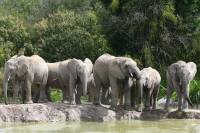 Africam Safari anuncia suspensión de actividades ante emergencia por COVID-19