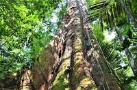 El árbol más grande de la Amazonía, ¿a salvo de incendios?