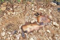 Hallan cadáveres de comerciantes poblanos en fosa clandestina de Oaxaca
