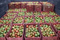 Tomate, ejote, salsas y conservas de Puebla se venderán en las tiendas Walmart de México
