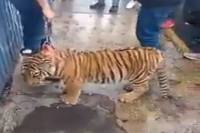 Guardia Nacional localiza en Acatzingo al tigre buscado en La Libertad