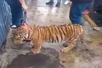 Familia tiene un tigre como mascota en La Libertad; gobierno confiscará al felino