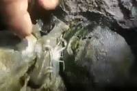 Río Apulco es envenenado para pesca de acamaya y camarón, denuncian en Cuetzalan