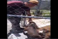 VIDEO: Sujeto cría perros pitbull para peleas clandestinas en Los Héroes