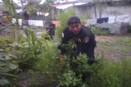 Detienen a mujer indígena de Huehuetlán por cultivar 25 matas de marihuana