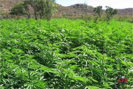 ONU detectará vía satélite cultivos de marihuana, amapola y coca en México