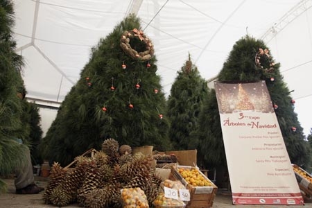 Expo Árboles de Navidad: van de los 350 a 500 pesos en el Parque Ecológico