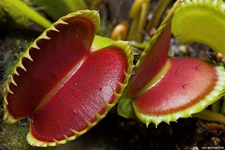 Las plantas que comen ratas
