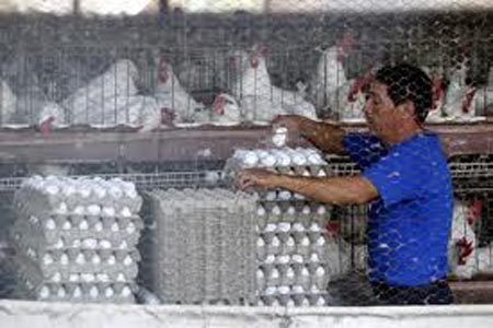 Bachoco descarta desabasto de huevo y pollo por influenza aviar