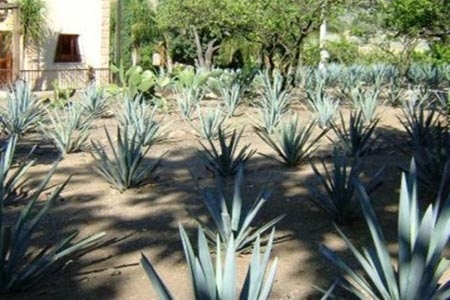 México exportará tequila a China: Sagarpa