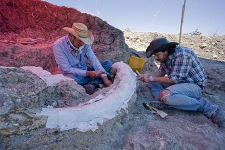 INAH abrirá al público trabajos de restauración de huesos de mamut