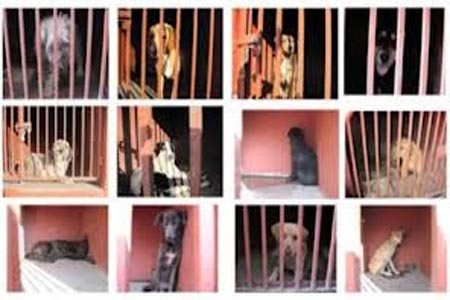 Cuerpos presentan lesiones mortales por mordedura de perros: PGJ-DF