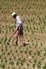 Campo, cosecha sin frutos