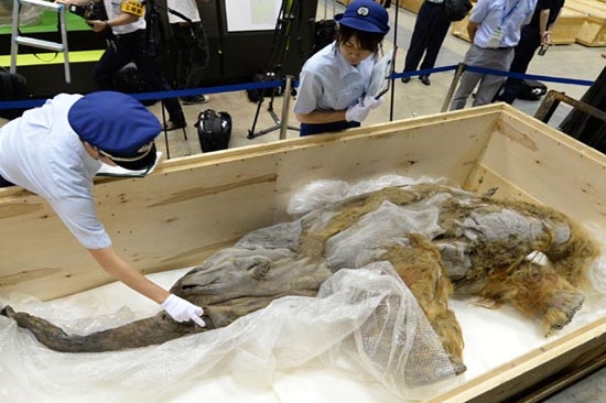 Mamut que vivió hace 39 mil años será expuesto en Japón