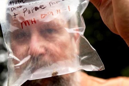 Abejas zombies invaden Washington