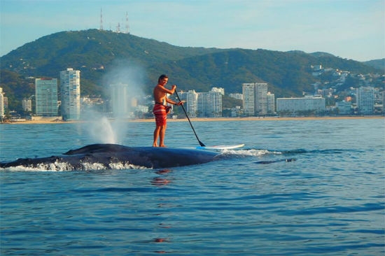 Ballenas sorprenden a turistas en Acapulco