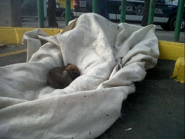 Muere un indigente en el estacionamiento de Aurrera de la CAPU