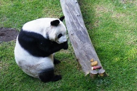 Murió Xiu Hua, panda gigante de Chapultepec; tenía 27 años de edad
