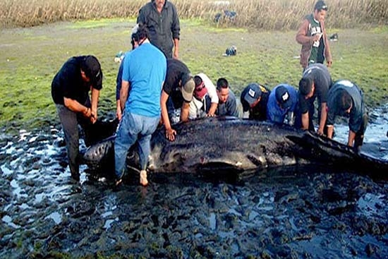 Profepa salva a dos ballenas en Baja California Sur