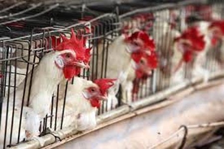 Sagarpa descarta nuevos casos de gripe aviar en Puebla