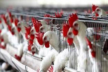 Gripe aviar: habrá vacunación preventiva para aves reproductoras de Puebla