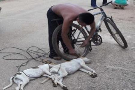 Ahora descubren a mataperros en Yucatán; se ríe cuando le reclaman