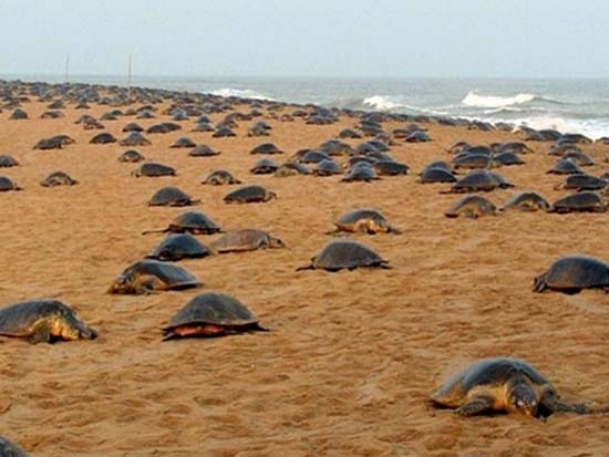 Adelantan su llegada más de 6 mil tortugas a playas de Oaxaca