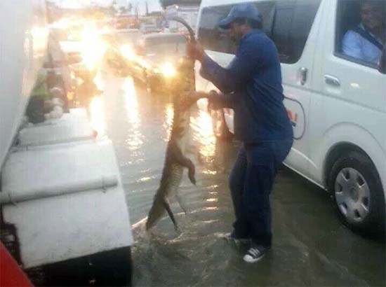 Aparecen cocodrilos en Tamaulipas por el paso de “Fernand”