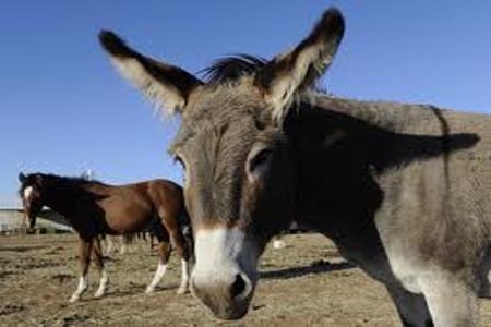 Gobernador de Sonora cobrará 100 pesos de tenencia a dueños de burros