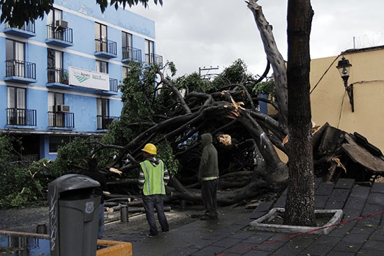 Tromba tira árboles y causa grandes encharcamientos en Puebla capital