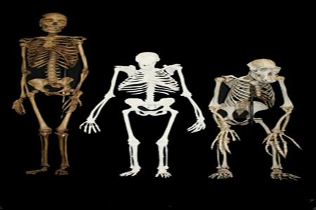 Hallan fósiles de ancestro más cercano al hombre