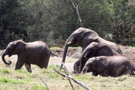 Africam Safari presentó a los nueve elefantes procedentes de Namibia
