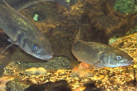 Peces cambian de sexo por el calor