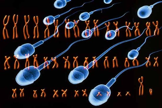 Hombres con voz gruesa producen menos espermatozoides