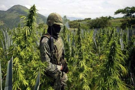 PGR obligada a informar sobre narcoplantíos detectados en el sexenio de Calderón