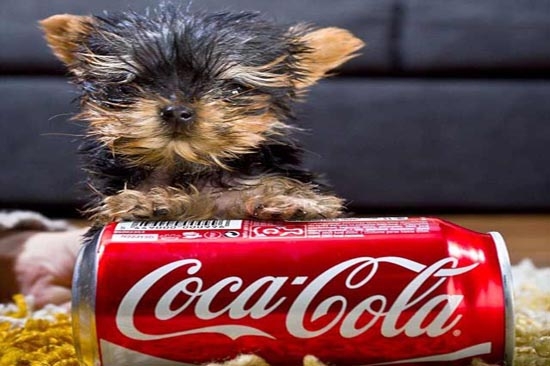 Conoce al perro más pequeño del mundo