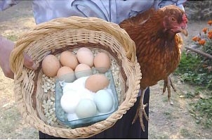Gallina dio a luz a un pollito, sin huevo de por medio