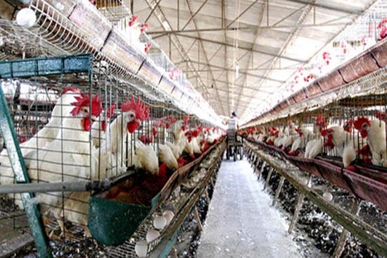 Van 260 mil aves sacrificadas en Puebla por influenza H7N3